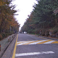 紅葉,森林,ソウル,韓国〈著作権フリー無料画像〉Free Stock Photos