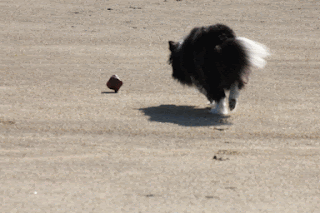 ボーダーコリー小結さん元気いっぱい!!-♪わんこ♪