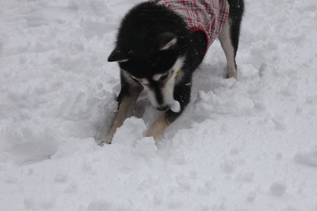 ボーダーコリー小結さん元気いっぱい!!-♪わんこ♪