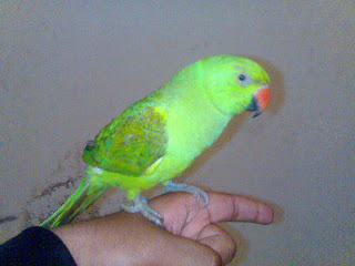 Parrot