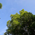 森林,氷川神社,東中野〈著作権フリー無料画像〉Free Stock Photos
