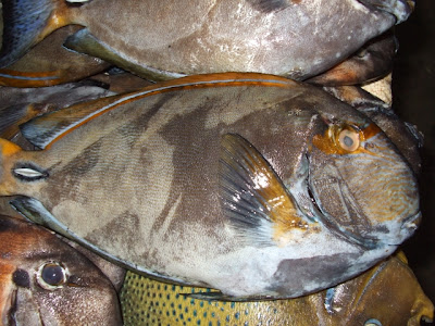 Fish Tanks for Sale - Free Shipping for.