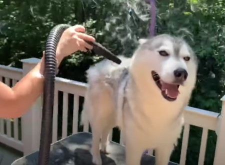 シベリアンハスキーの冬毛を送風機で吹き飛ばす動画が気持ちイイィィィ まろのパパさんのﾌﾞﾛｸﾞ