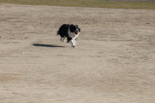 ボーダーコリー小結さん元気いっぱい!!-♪わんこ♪