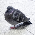 ハト,鳩,鳥,東京駅〈著作権フリー無料画像〉Free Stock Photos