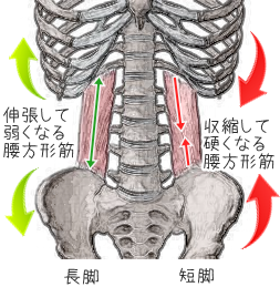 「呼吸　腰方形筋」の画像検索結果
