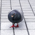 鳩,鳥,新宿駅前〈著作権フリー無料画像〉Free Stock Photos