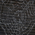 蜘蛛の巣,雨,飯田橋〈著作権フリー無料画像〉Free Stock Photos