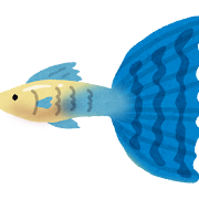 グッピーのイラスト