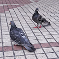 鳩,鳥,渋谷,ハチ公前〈著作権フリー無料画像〉Free Stock Photos