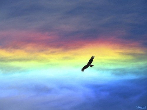 emillimeter:

今日横浜ででた虹色の雲、「彩雲」っていう�… on Twitpic
