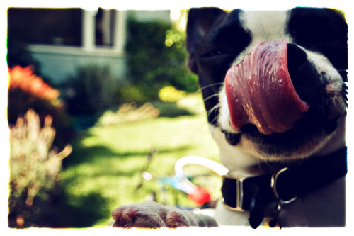Winnie enjoying a snack on 4th of July