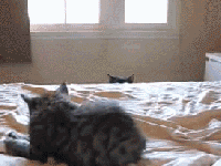 [img]http://25.media.tumblr.com/tumblr_lgt3xuoMFo1qcn249o1_250.gif[/img]