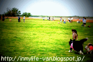 ボーダーコリー小結さん元気いっぱい!!-♪わんこ♪