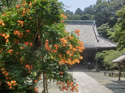 妙本寺のノウゼンカズラ