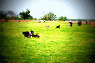 ボーダーコリー小結さん元気いっぱい!!-♪わんこ♪