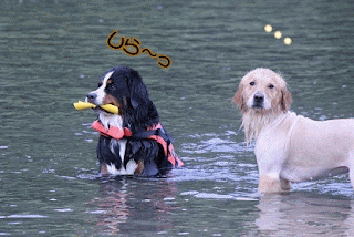 ボーダーコリー小結さん元気いっぱい!!-♪わんこ♪