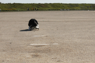 ボーダーコリー小結さん元気いっぱい!!-♪わんこ♪