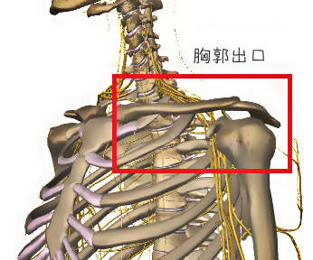胸郭出口 に対する画像結果