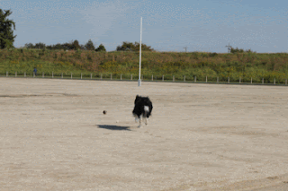 ボーダーコリー小結さん元気いっぱい!!-♪わんこ♪