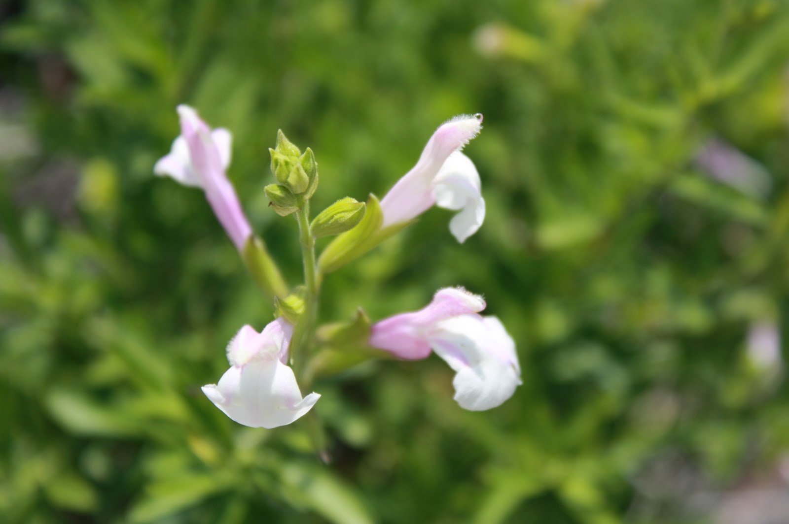 Dog Skin Lumps and Bumps – Infections, .