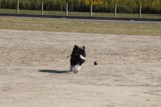 ボーダーコリー小結さん元気いっぱい!!-♪わんこ♪