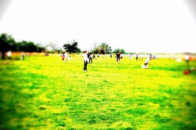 ボーダーコリー小結さん元気いっぱい!!-♪わんこ♪