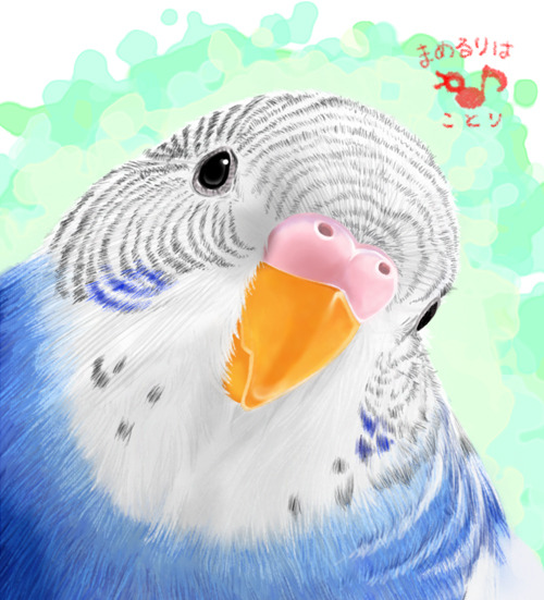 動くオカメインコ アニメgif セキセイインコ水彩イラスト セキセイインコアルの精巣腫瘍闘病日記 オカメインコ レキ セキセイインコ レティ コザクラインコ レイ マメルリハ レミィ