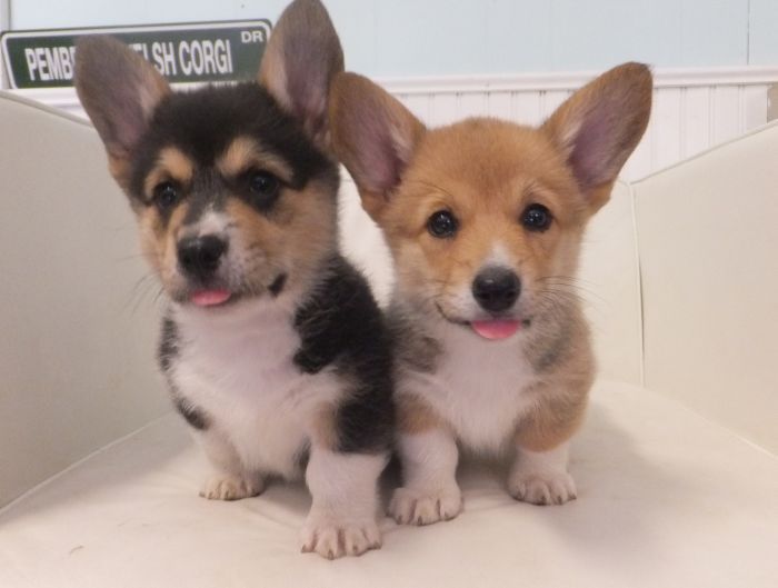 “Two Cute Corgi Puppies” (source Pembroke Welsh Corgi )