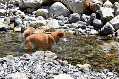 川遊びをしよう 兵庫県の犬と行けるお出かけスポットをご紹介 Yakudatsのブログ