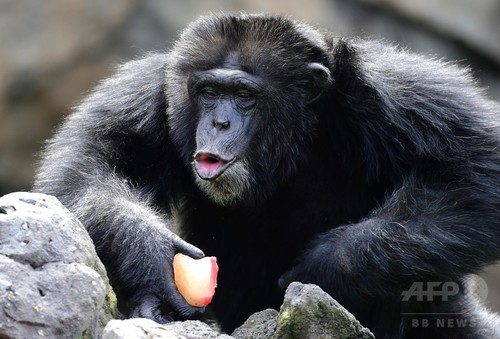 「協力の進化」に新知見、チンパンジーは競争より協力を好む