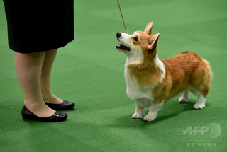 韓国人の男、隣家の犬を殺し肉食べる夕食会開催 飼い主を招待も