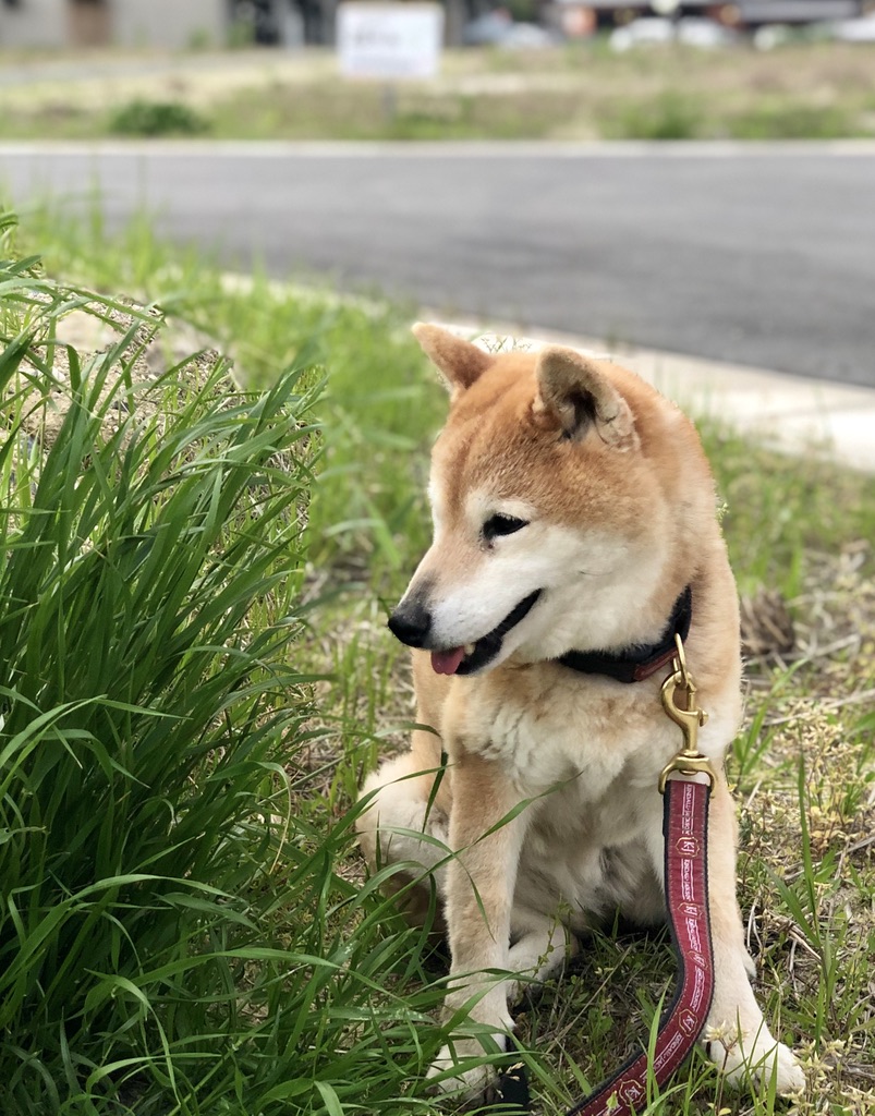 ワンちゃんに あなたはなぜ癒されるのか 愛犬ソラの闘病記 での反省とペット飼育のお勧め Nikoshiba