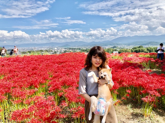 奈良県御所市 観に旅 九品寺の彼岸花が美し過ぎる Nikoshiba