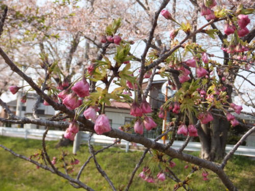 dscf8048