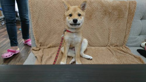 17317