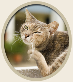 Food grade diatomaceous earth for flea.