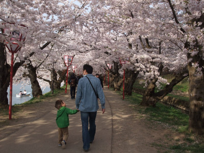 0428sakuraroad 0428sakuraroad
