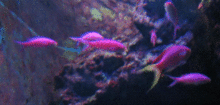 sakana