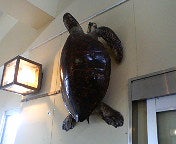 八丈海亀の剥製
