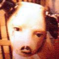 ビクター犬