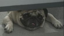 dispimg.jpg
