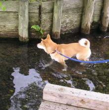 水の中をあるく