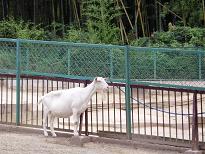 yagi