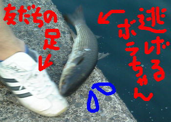 ボラが逃げてもぉたわぁっ！