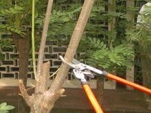 グリーシディア