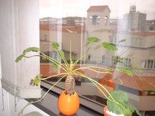 観葉植物