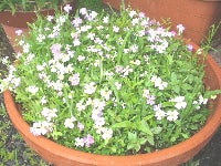mixflowerd