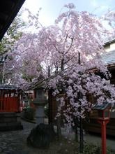 元興寺の桜