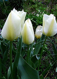 チューリップでんねん